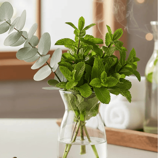 Fragancia Candle Craft - Eucalyptus & Spearmint - Eucalipto & Hierbabuena - Importado de USA - Candle Craft