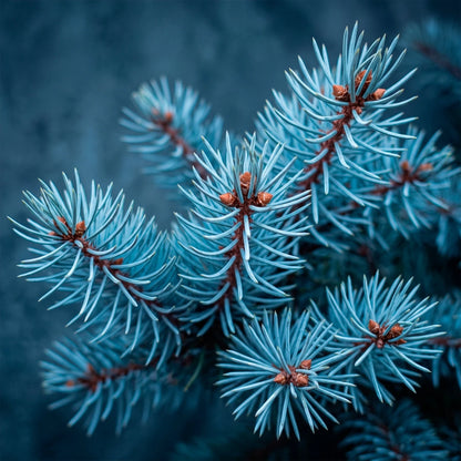 Fragancia Candle Craft - T - Blue Spruce - Abeto Azul - Inspirada en Candle Science® - Candle Craft