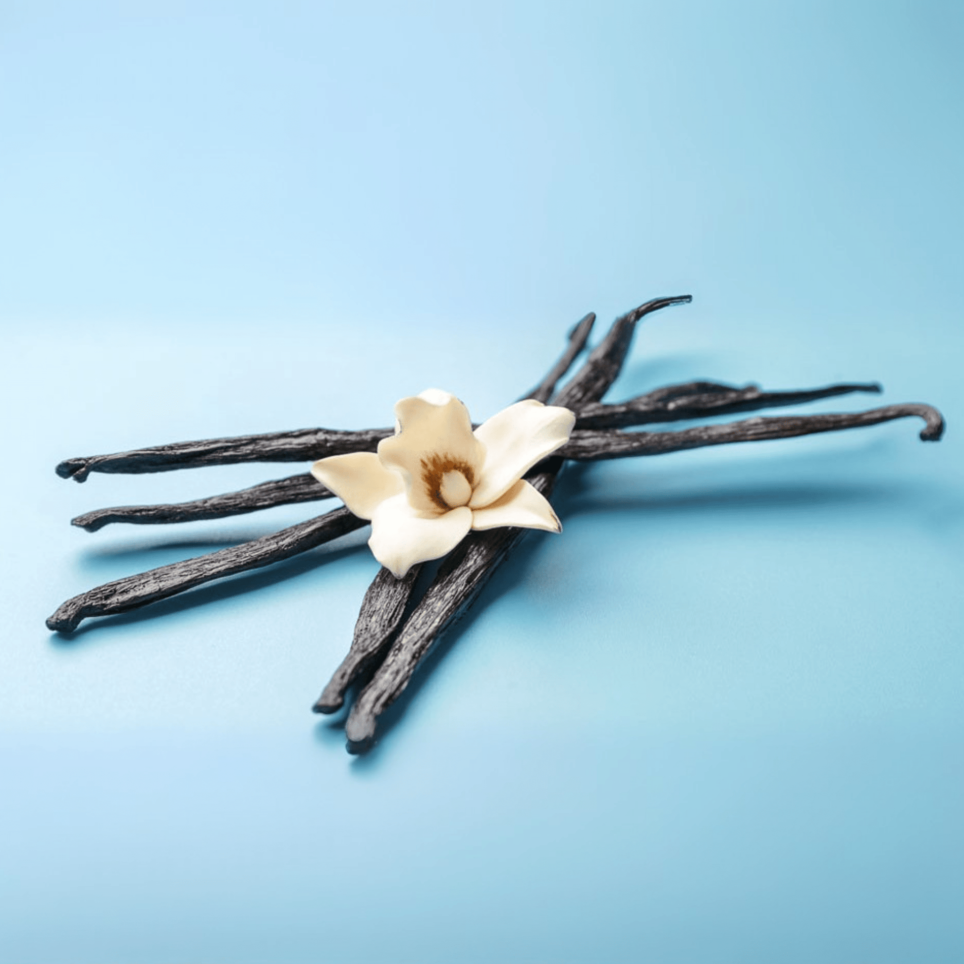 Fragancia Candle Craft - Vanilla Bean - Vaina de Vainilla - Importado de USA - Candle Craft