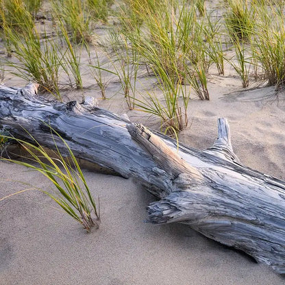 Fragancia Candle Science - Beachwood - Madera de Playa - Importado de USA - Candle Craft