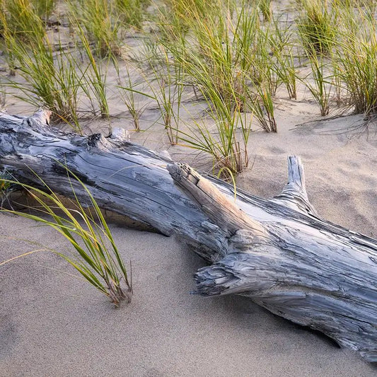 Fragancia Candle Science - Beachwood - Madera de Playa - Importado de USA - Candle Craft