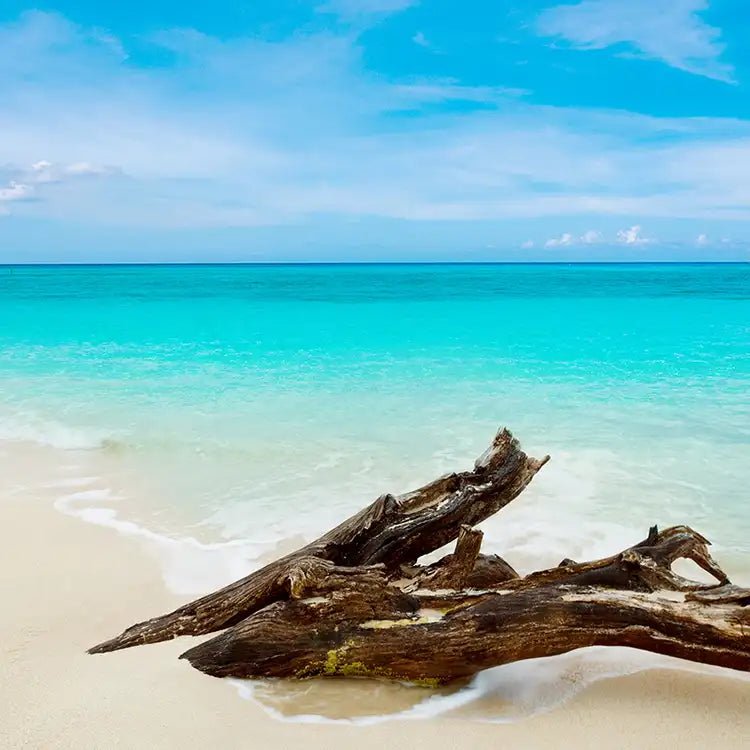 Fragancia Candle Science - Caribbean Teakwood - Teca Caribeña - Importado de USA - Candle Craft