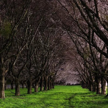 Fragancia Candle Science - Dark Orchard – Huerto Oscuro - Importado de USA - Candle Craft