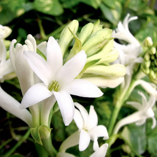 Fragancia Candle Science - Gardenia Tuberose - Gardenia y Nardo - Importado de USA - Candle Craft