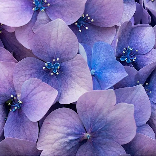 Fragancia Candle Science - Love Spell - Hechizo de Amor - Importado de USA - Candle Craft