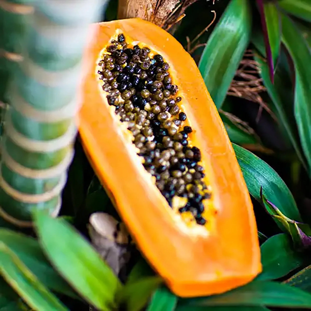 Fragancia Candle Science - Papaya Paradise - Papaya Tropical - Importado de USA - Candle Craft