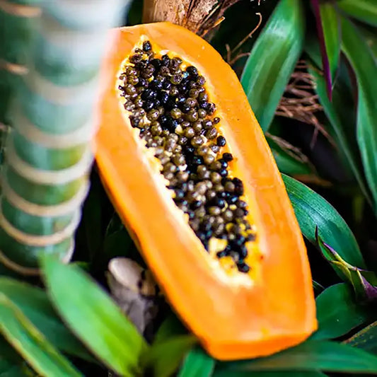 Fragancia Candle Science - Papaya Paradise - Papaya Tropical - Importado de USA - Candle Craft