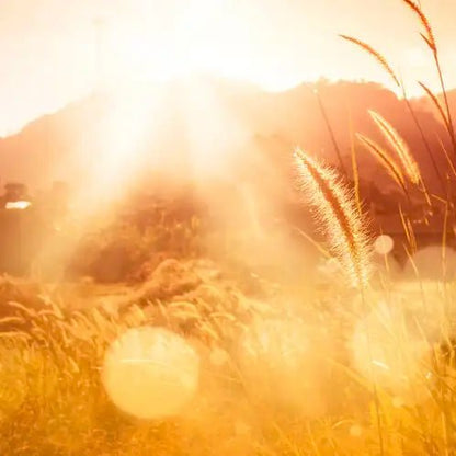 Fragancia Candle Science - Sunwashed – Rayo de Sol - Importado de USA - Candle Craft