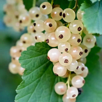 Fragancia Candle Science - White Currant - Grosella Blanca - Importado de USA - Candle Craft