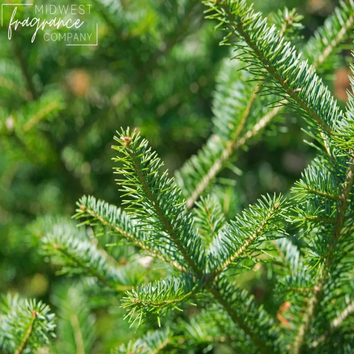 Fragancia Midwest Fragrance Company - Balsam Fir - Abeto de Bálsamo - Importado de USA - Candle Craft