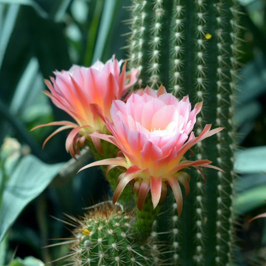 Fragancia Nature's Garden - Cactus Flower - Flor de Cactus - Importado de USA - Candle Craft
