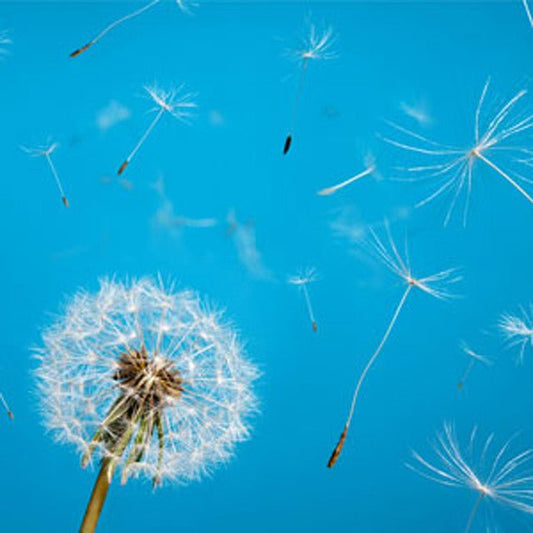 Fragancia Nature's Garden - Clean Crisp Air - Aire Limpio y Fresco - Importado de USA - Candle Craft