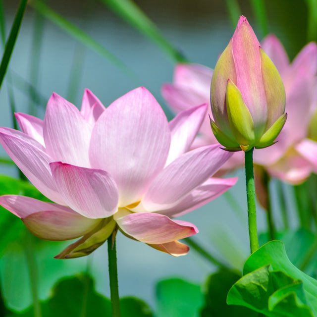Fragancia Nature's Garden - Lotus Blossom - Flor de Loto - Importado de USA - Candle Craft