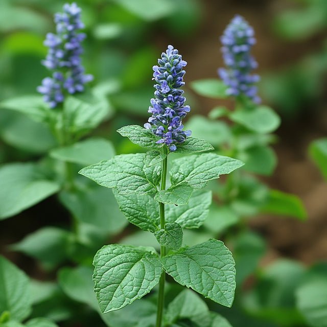 Fragancia Nature's Garden - Patchouli - Pachuli - Importado de USA - Candle Craft