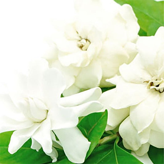Fragancia Nature's Garden - White Gardenia - Gardenia Blanca - Importado de USA - Candle Craft