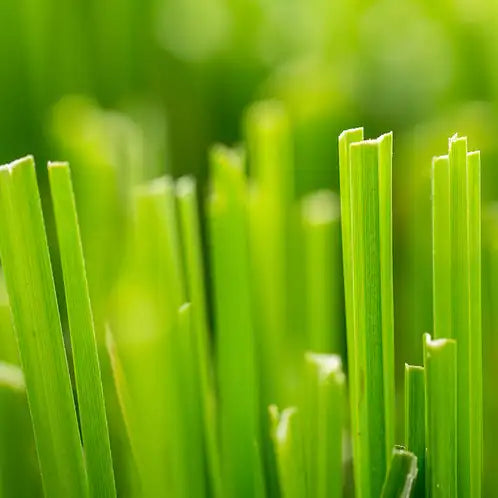 Fragancia Candle Science - Fresh Cut Grass – Pasto Recién Cortado - Importado de USA