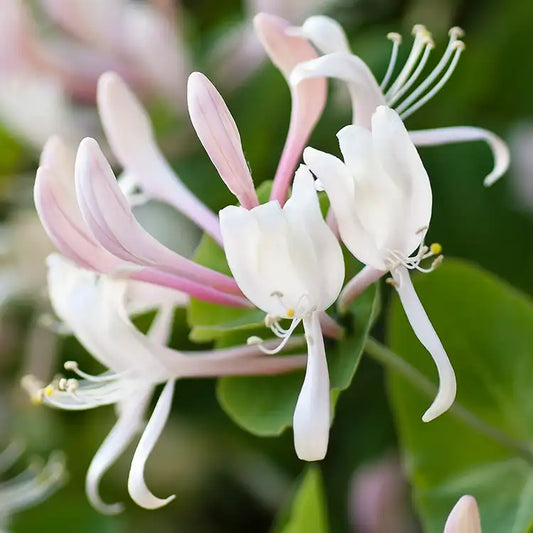 Fragancia Candle Science- Honeysuckle Jasmine - Jazmín y Madreselva - Importado de USA