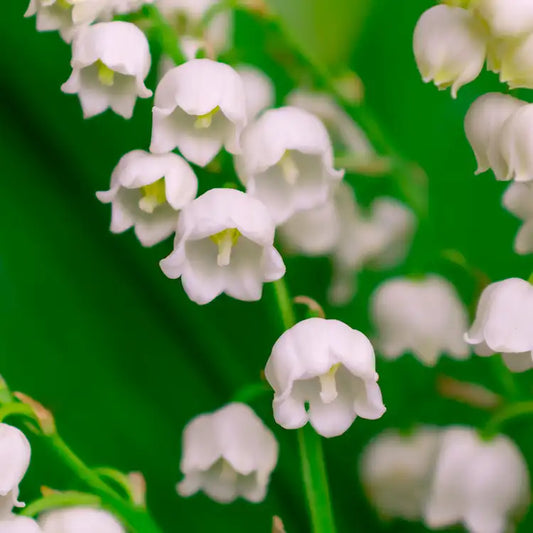 Fragancia Candle Science- Lily of the Valley - Lirio del Valle - Importado de USA
