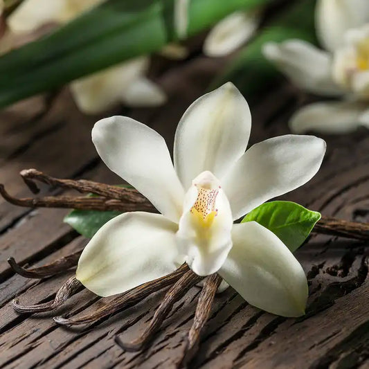 Fragancia Candle Science - Vanilla Orchid - Orquídea de Vainilla - Importado de USA